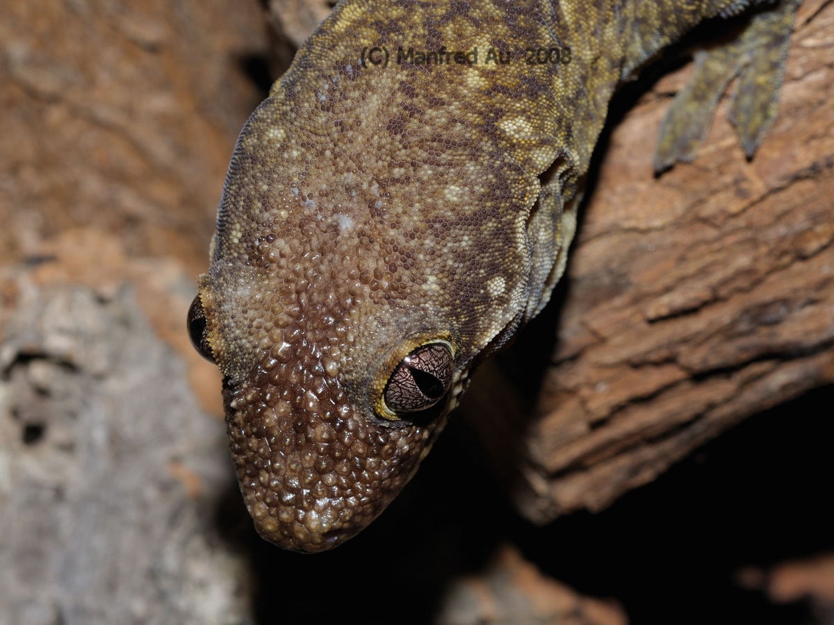 dactylus.de Gattung Rhacodactylus